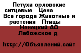 Петухи орловские ситцевые › Цена ­ 1 000 - Все города Животные и растения » Птицы   . Ненецкий АО,Лабожское д.